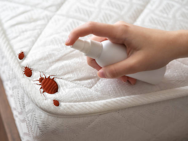 Insect Control in Idaho Falls, ID
