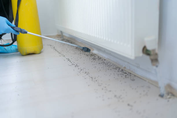 Best Local Pest Control Services  in Aho Falls, ID